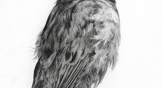 sparrow