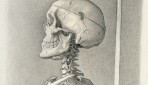 skeleton